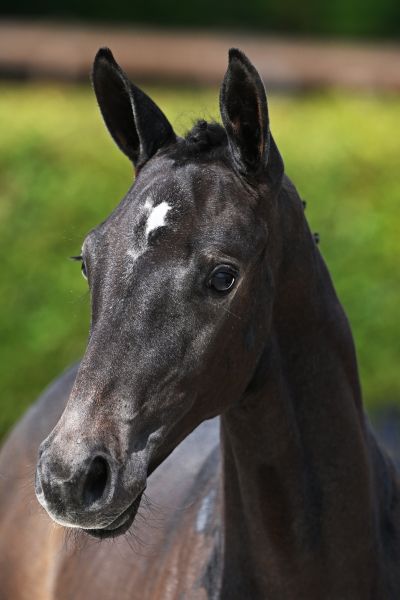 9/4◆U-Mi◆Bジュエルdas×2 NIKE Grade School Ja 2 